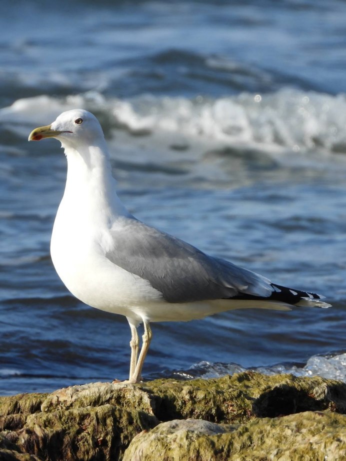 Larus cachinnans