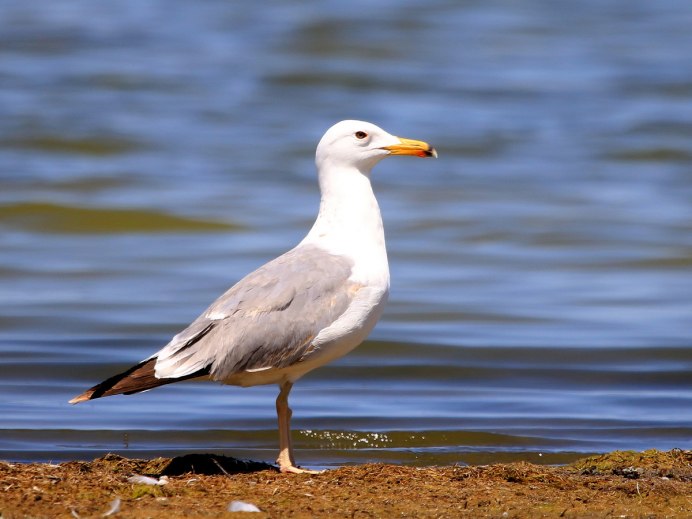 Larus cachinnans