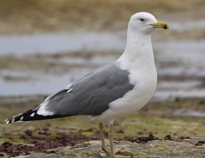Хохотунья (Larus cachinnans)