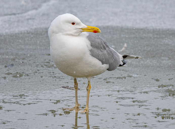 Хохотунья (Larus cachinnans)