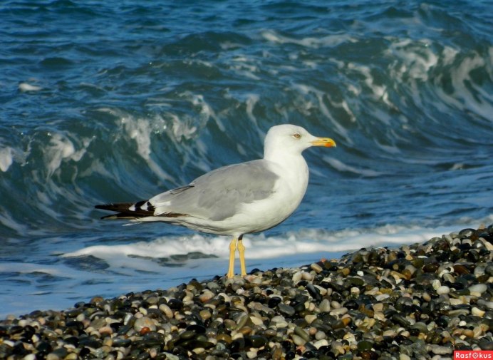 Черноголовый хохотун – Larus ichthyaetus Pallas