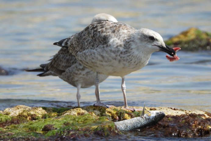 Larus cachinnans