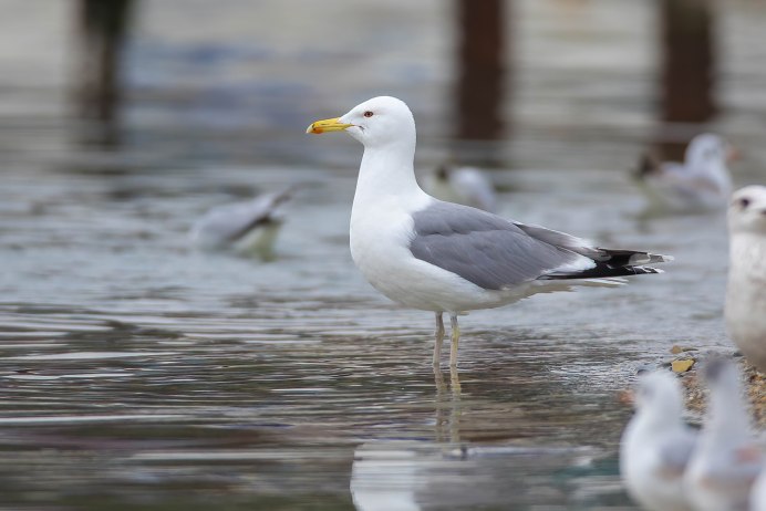 Larus cachinnans птица