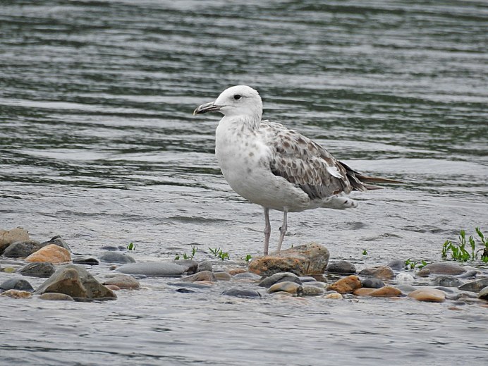 Caspian Gull