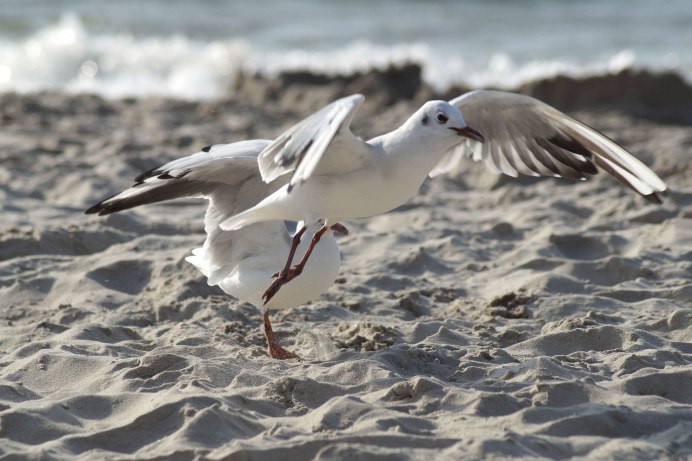 Larus cachinnans Pallas