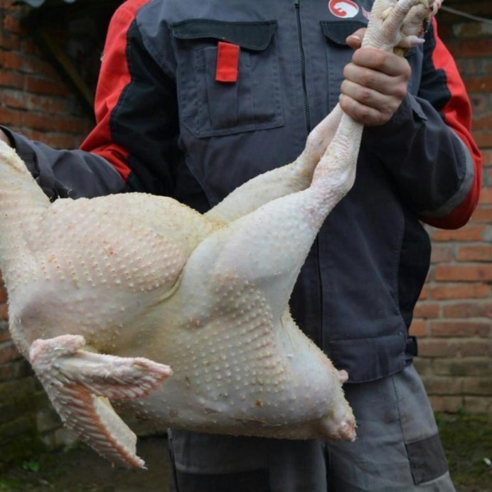 Пойманный голубь в руках