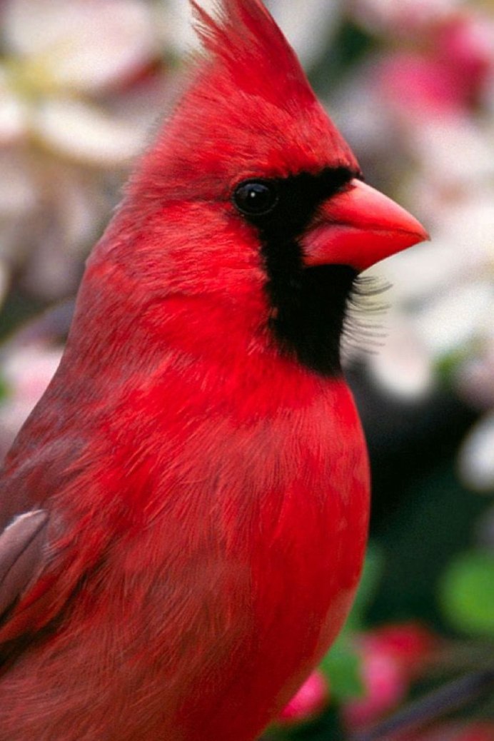 Red Bishop птица