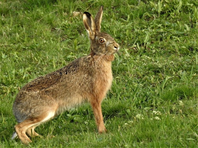 Заяц Русак (лат. Lepus europaeus)