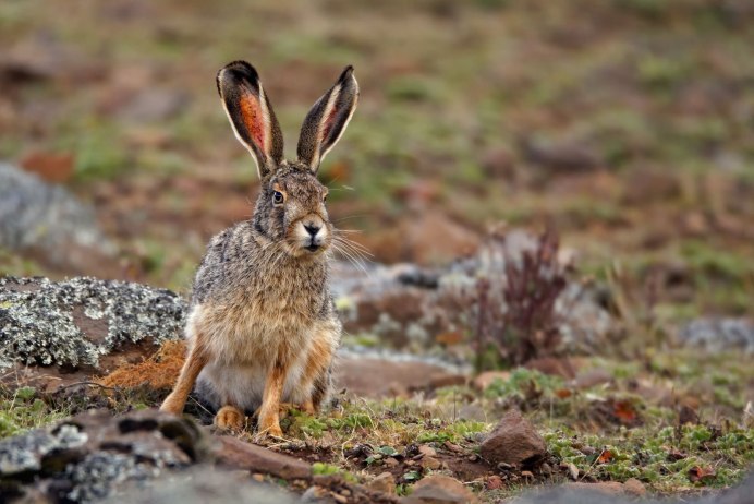 Заяц Русак (Lepus europaeus)