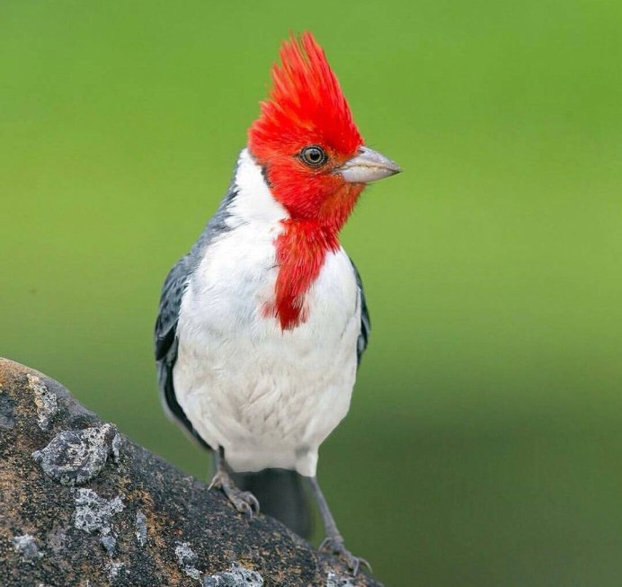 Acanthis flammea