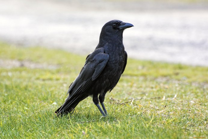 Ворон ворона Грач