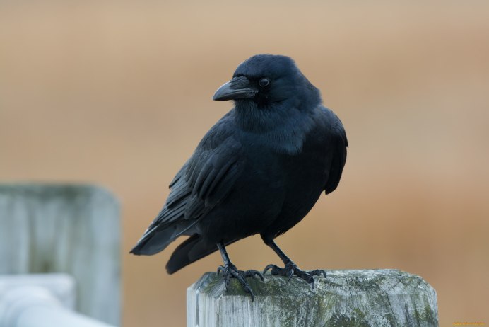 Птицы Грачи галки вороны