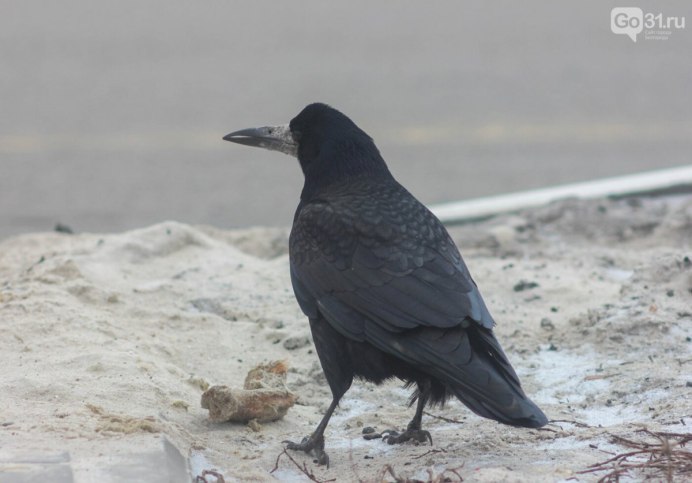 Ворона Галка Грач