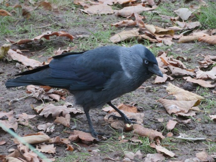 Галка и ворона птица