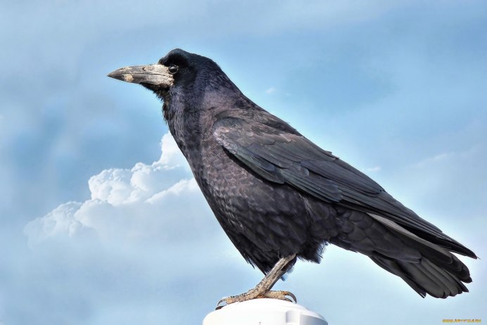 Галки и Грачи вместе