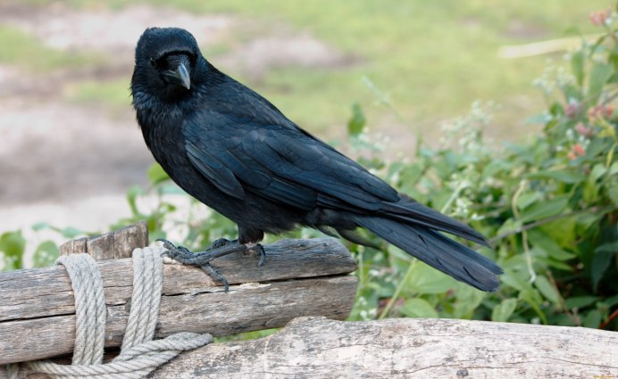 Ворон Грач Галка