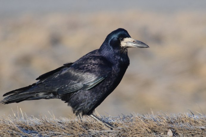 Грачи галки вороны