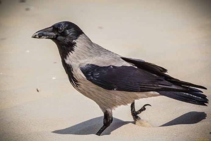 Ворон ворона Грач