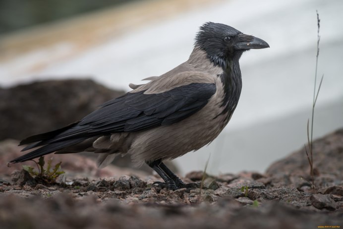 Грач и ворон