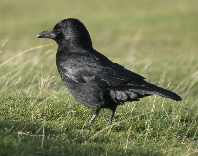 Галка ворона сорока