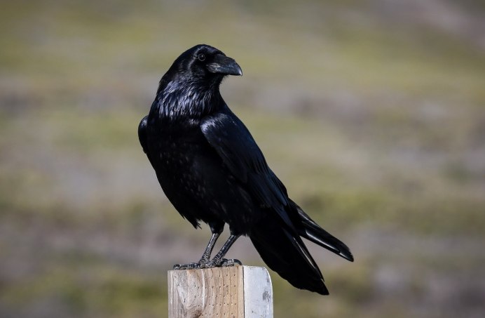 Ворон ворона Галка Грач