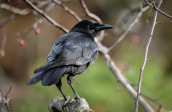 Ворона Галка Грач