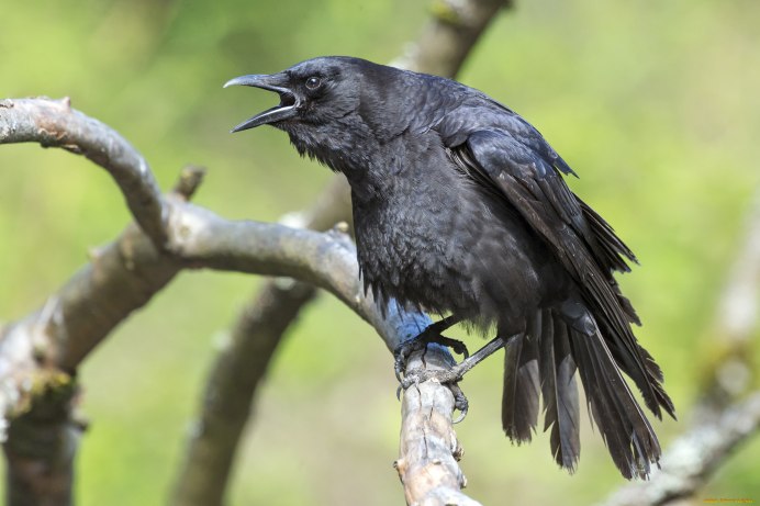 Ворон ворона Грач