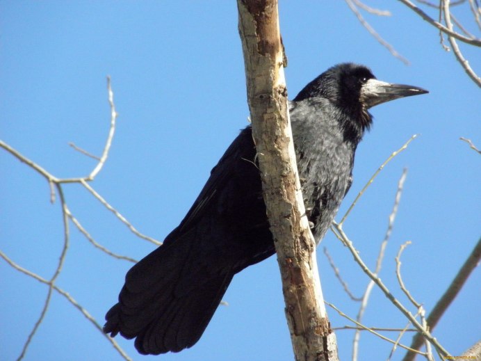 Coloeus monedula Грач