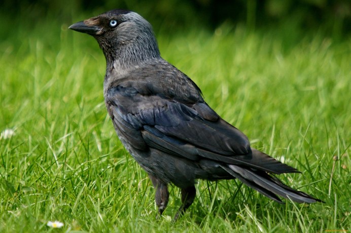 Галка каркает