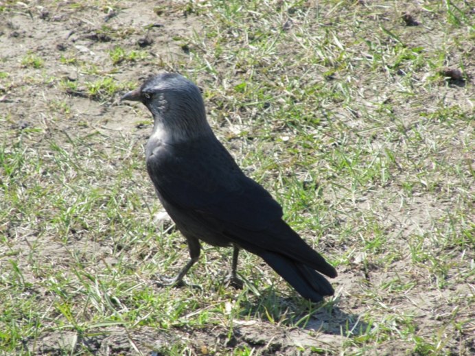 Ворон и ворона