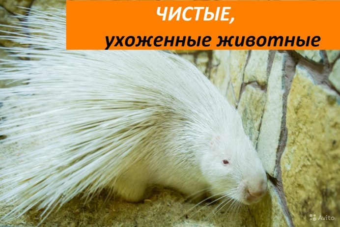Хохлатый Дикобраз альбинос