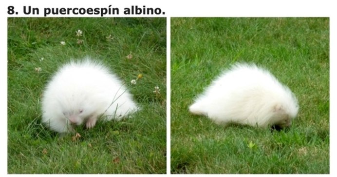 Белый Дикобраз