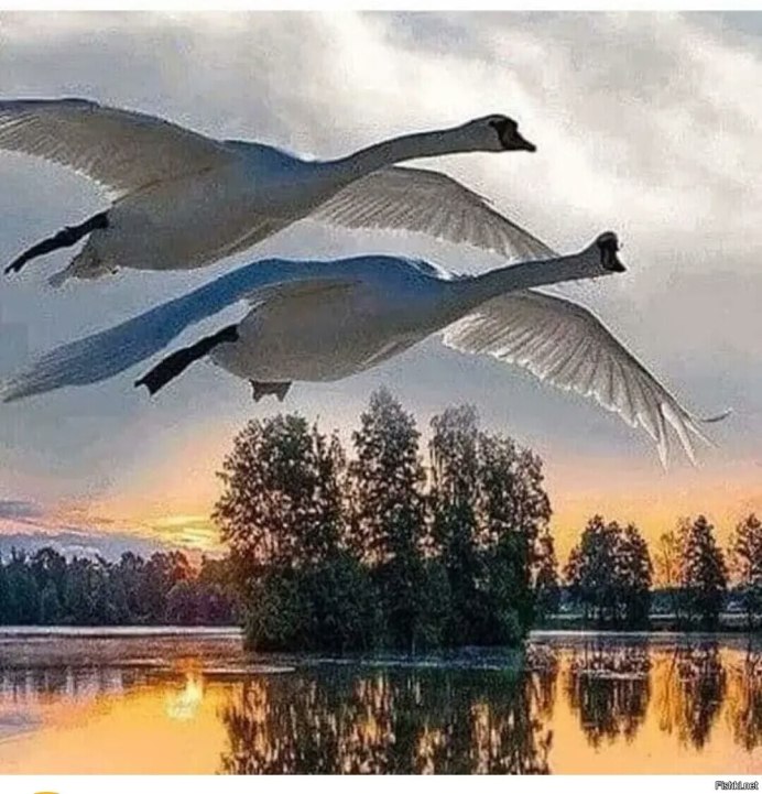 Лебедь в полете