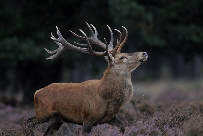 Благородный олень