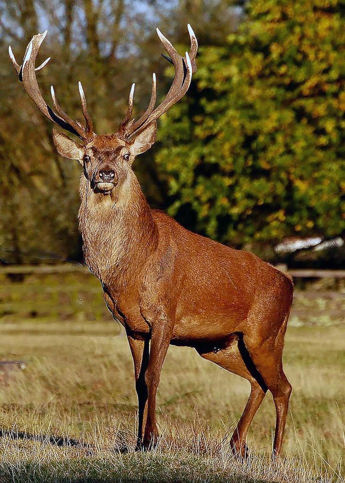 Благородный олень Марал изюбрь