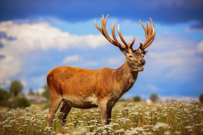 Олень я олень