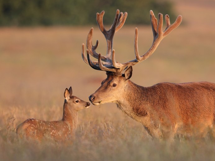 Благородный олень Лань