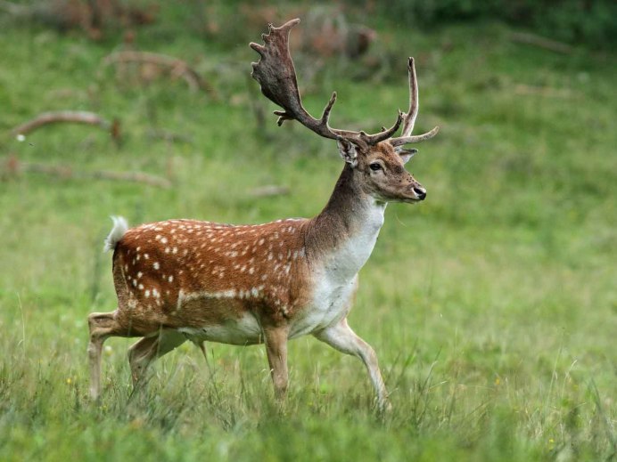 Благородный олень Лань