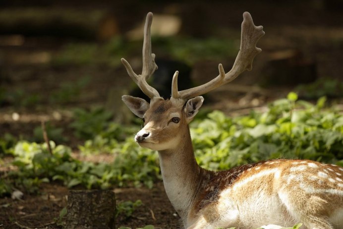 Благородный олень изюбрь