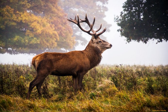 Изюбр благородный олень