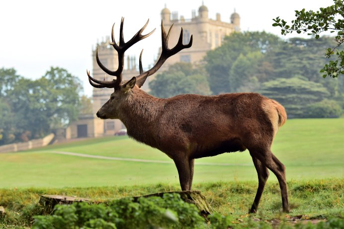 Европейская Лань dama dama