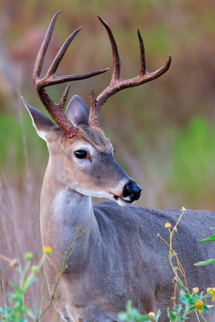 Европейский благородный олень