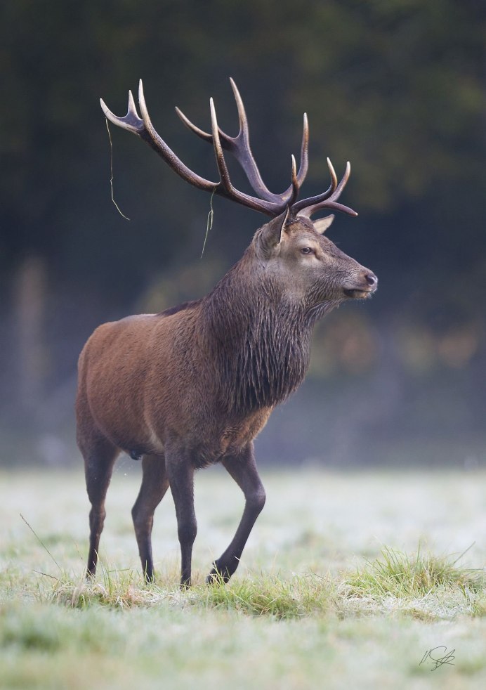 Благородный олень во Франции