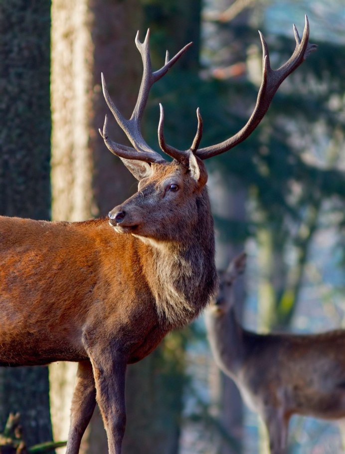 Благородный олень изюбрь