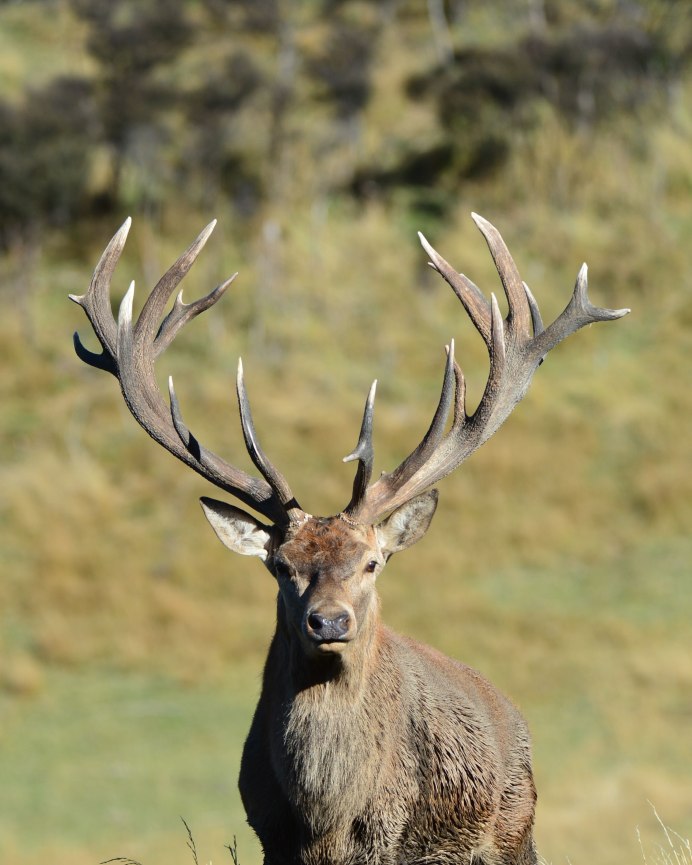Оленья ферма Ставропольский край