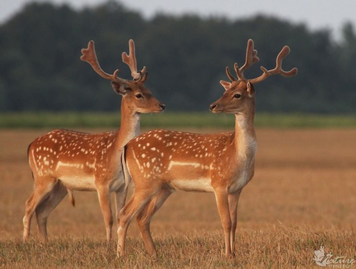 Благородный олень изюбрь