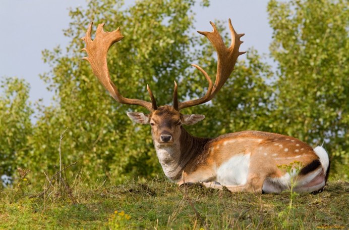 Благородный олень Марал