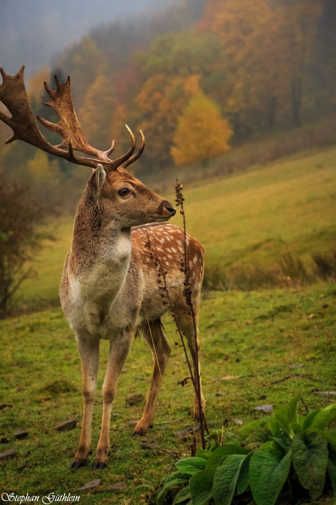 Крымская Лань