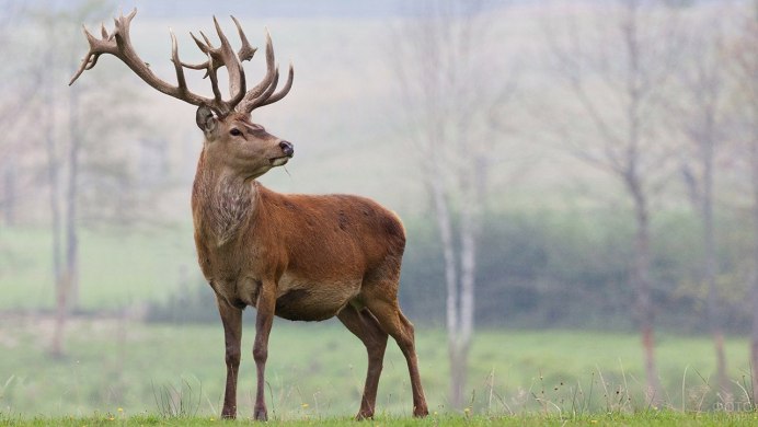 Пятнистый олень, благородный олень