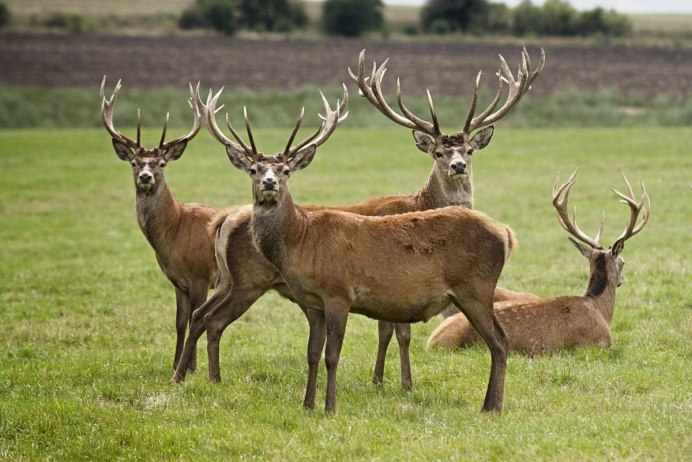 Изюбрь Дальневосточный самка